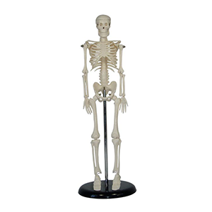 42cm Human skeleton model